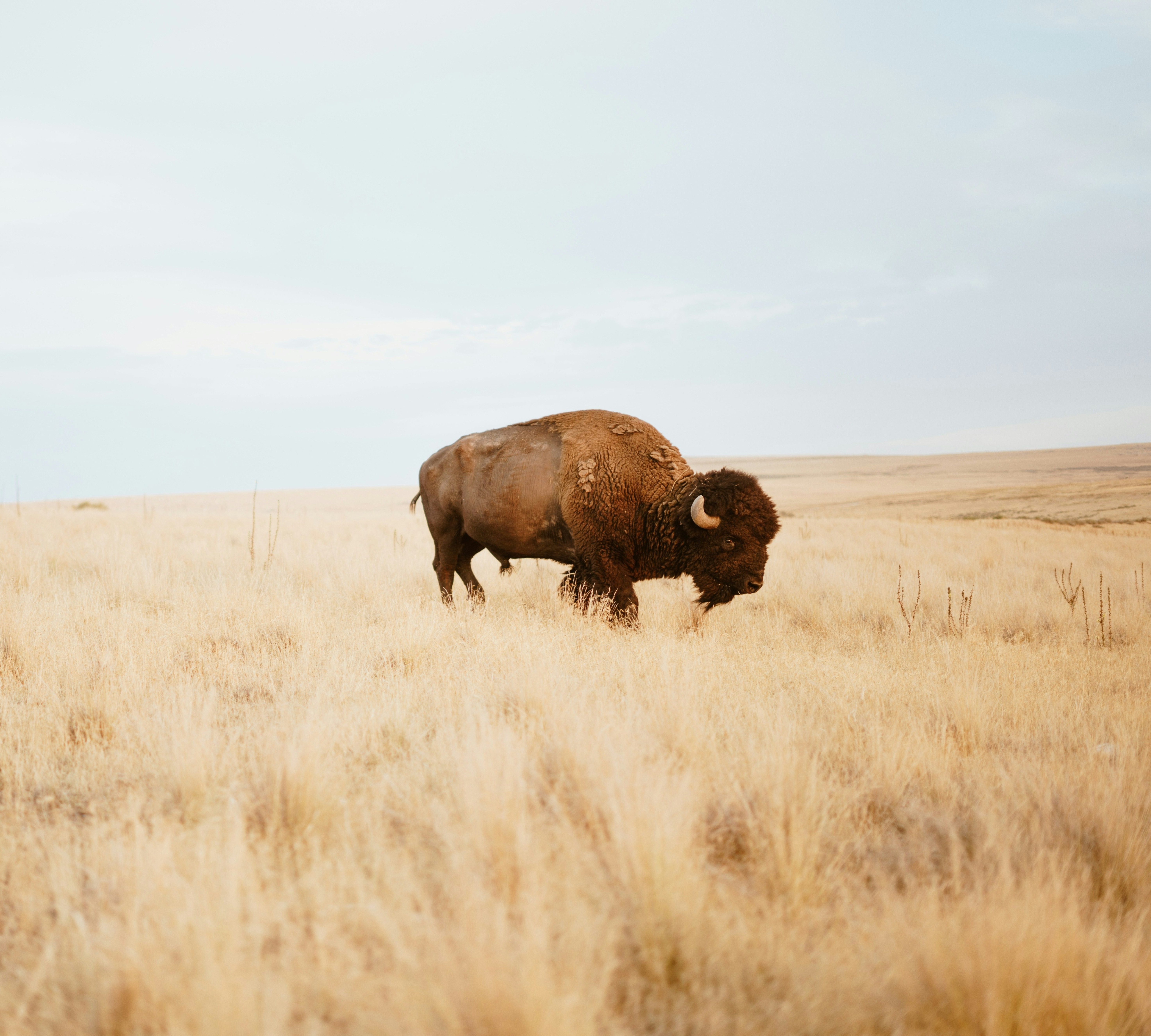 Bison in a field