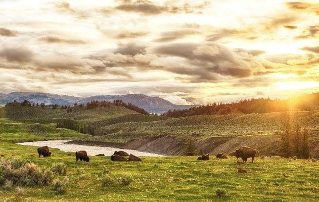 Bison herd on open rangeland at sunset